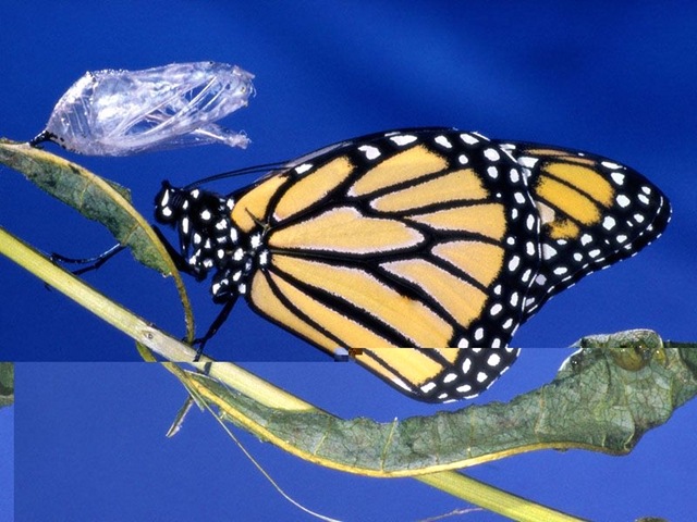 [Butterfly333.jpg]