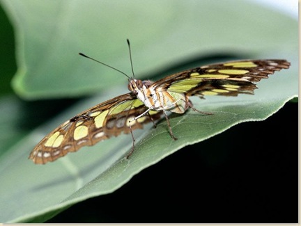 Butterfly-35