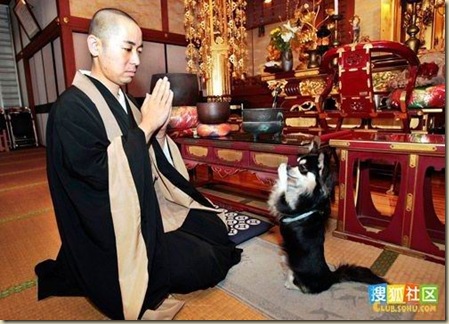 日本2歲小狗-003