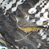 Say's Phoebe