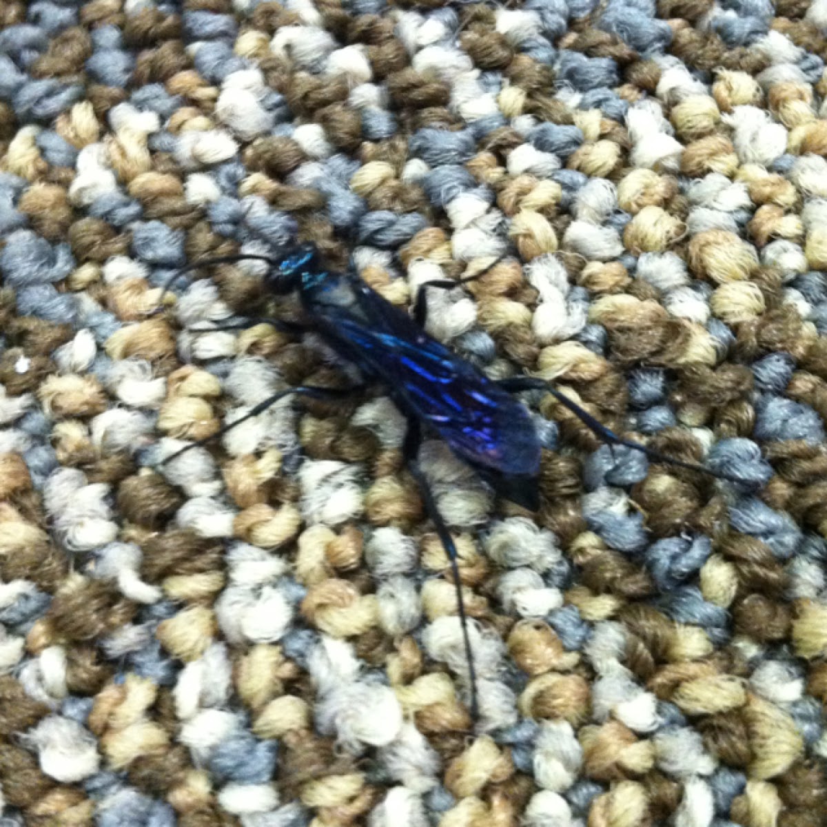 Blue mud dauber