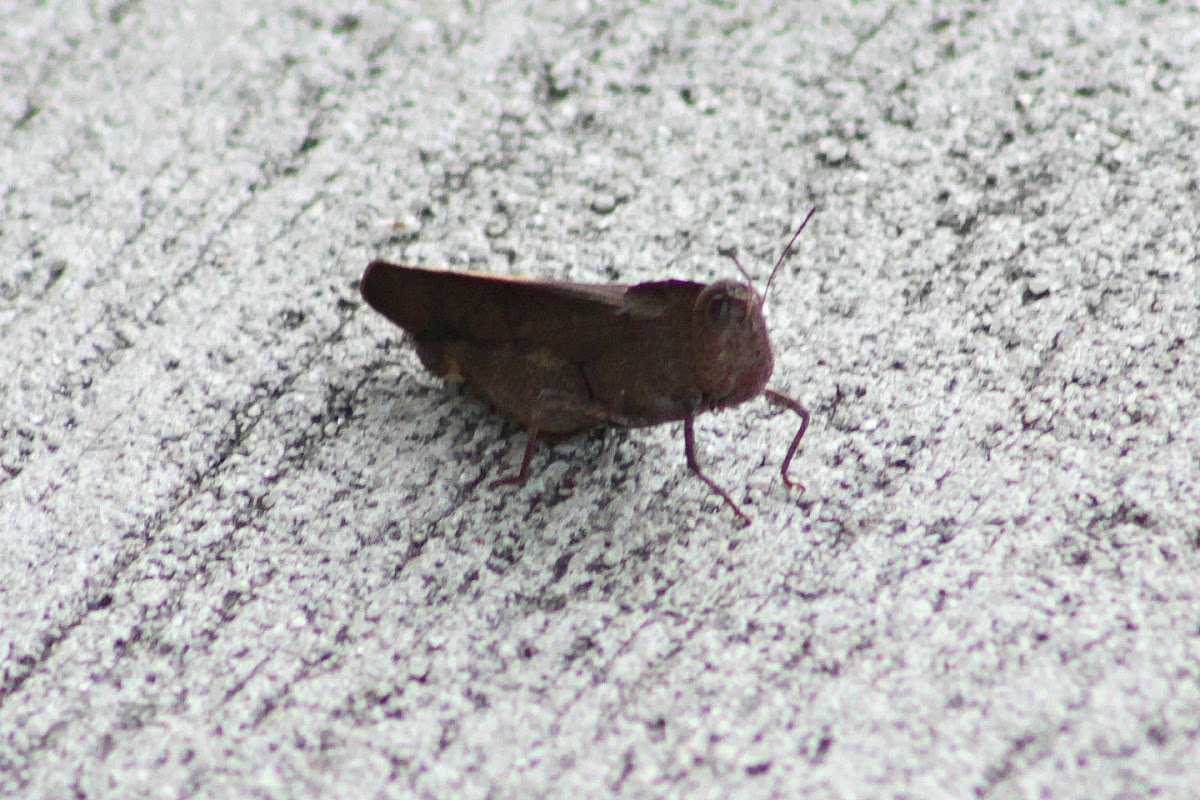 Carolina Locust (female)
