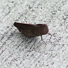 Carolina Locust (female)