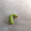 Sawfly Larva