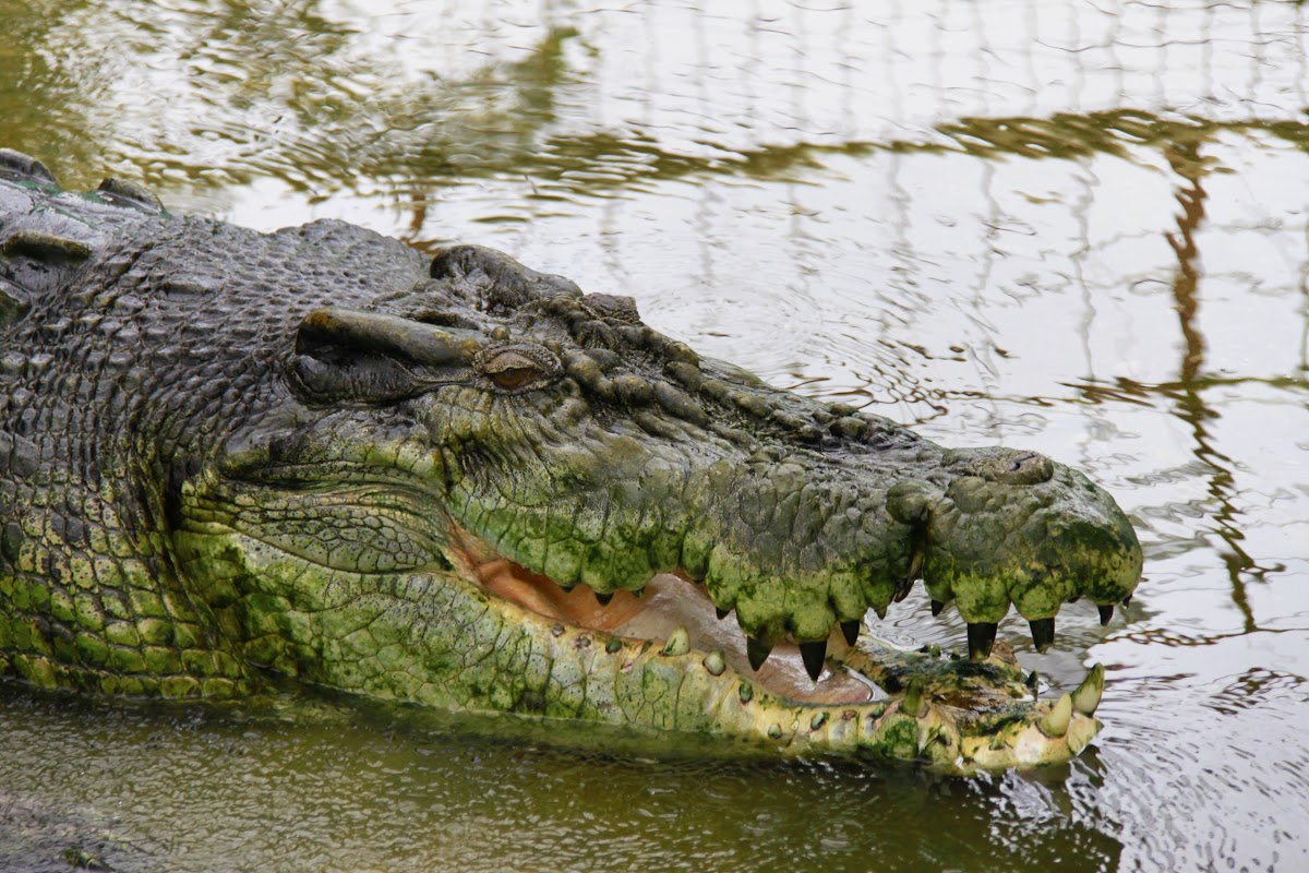 Indo-Pacific crocodile