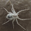 Running Crab Spider
