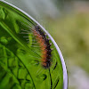 Wooly Worm