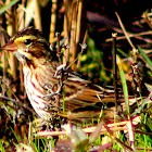 Savannah Sparrow