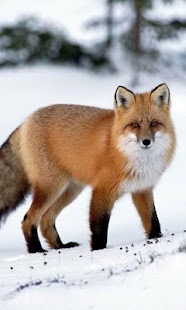 How to install Fox HD LWP Full 1.0 mod apk for bluestacks