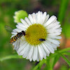 Small hover fly