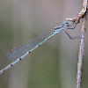 Ringtail Damselfly (female)