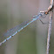 Ringtail Damselfly (female)