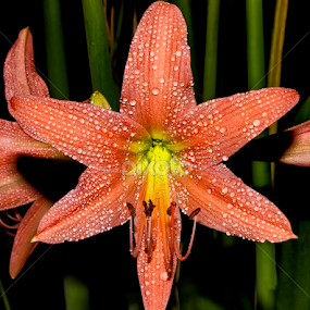 by Kokien Photography - Flowers Single Flower