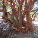 Arrayán Tree