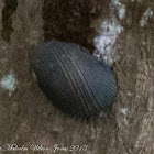 Mangrove Snails/ Periwinkle