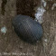 Mangrove Snails/ Periwinkle