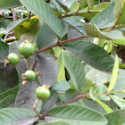 Guavas