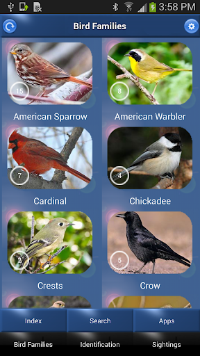 Bird Id USA - East