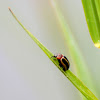 Coreopsis beetle
