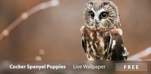 Изображения Mysterious Owl Live Wallpaper на ПК с Windows