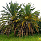 Ornamental Date Palm