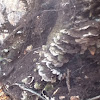 Polypore Mushrooms