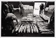 Visafslag IJmuiden. Sorteren van kabeljauw