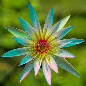 Water Lily by Nikola Vlahov - Flowers Single Flower