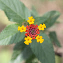 Lantana