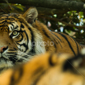 Watchful by Cheryl Waring - Animals Lions, Tigers & Big Cats
