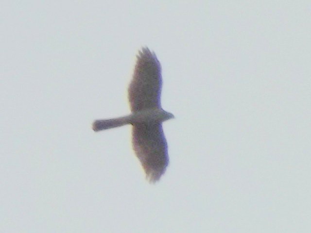 eurasian sparrowhawk