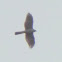 eurasian sparrowhawk