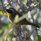 Common Yellowthroat