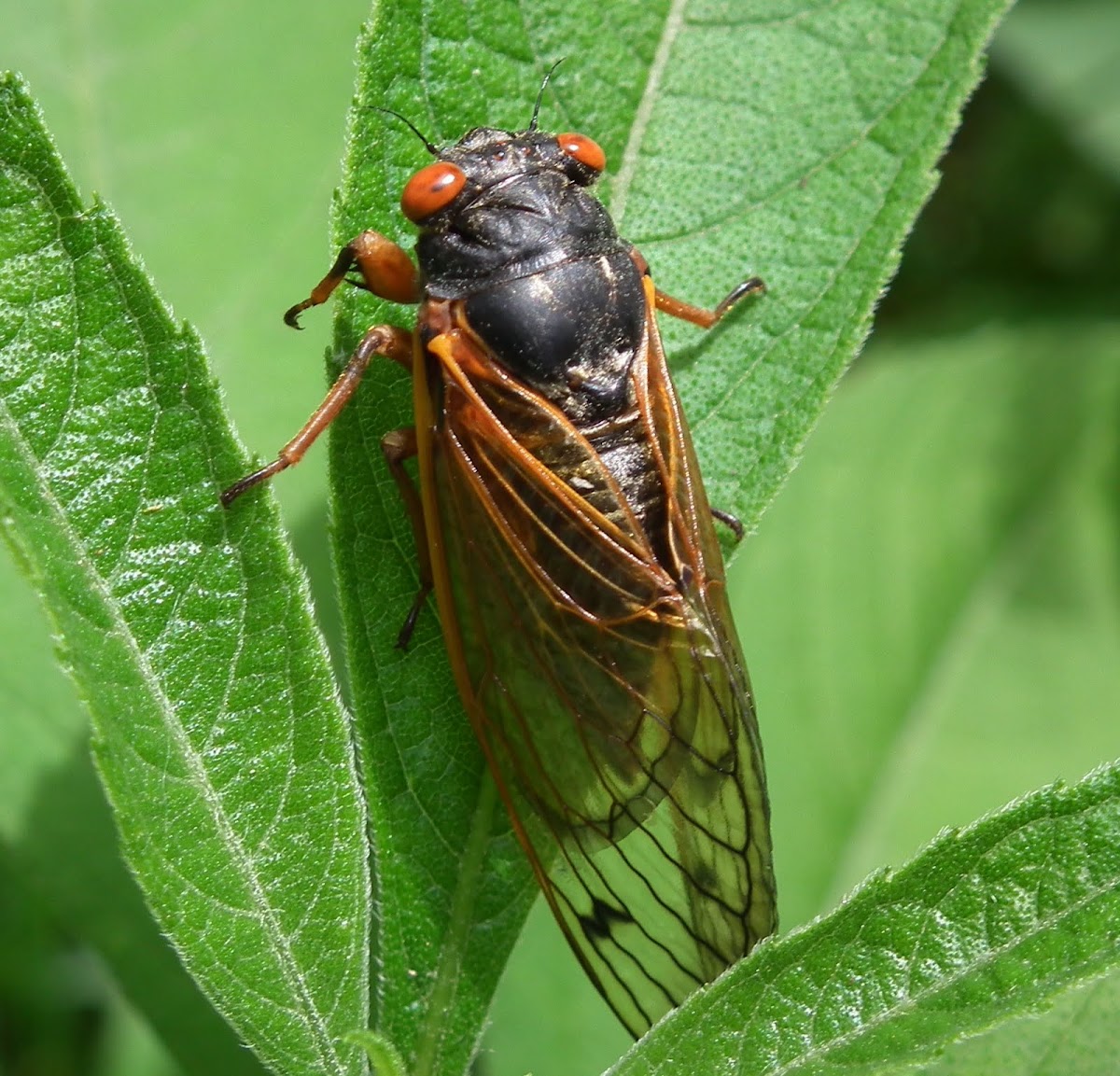 Cicada, adult