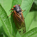 Cicada, adult