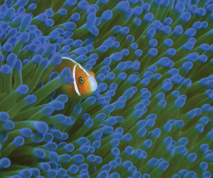 Take a dive off Marshall Islands and swim with the fish when you sail to Micronesia with Silver Discoverer.