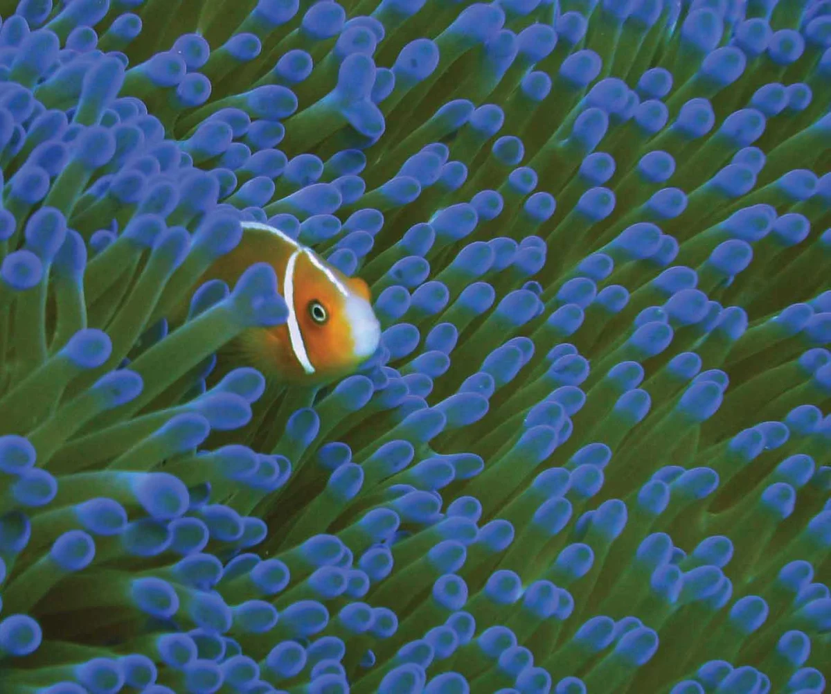 Marshall-Islands-tropical-fish - Take a dive off Marshall Islands and swim with the fish when you sail to Micronesia with Silver Discoverer.