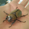 Female Eastern Hercules Beetle