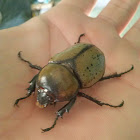 Female Eastern Hercules Beetle