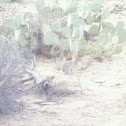 Desert Cottontail