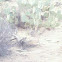 Desert Cottontail