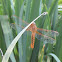 Neon Skimmer Dragonfly (female)