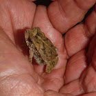 Young Toad