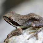 Baja California Treefrog