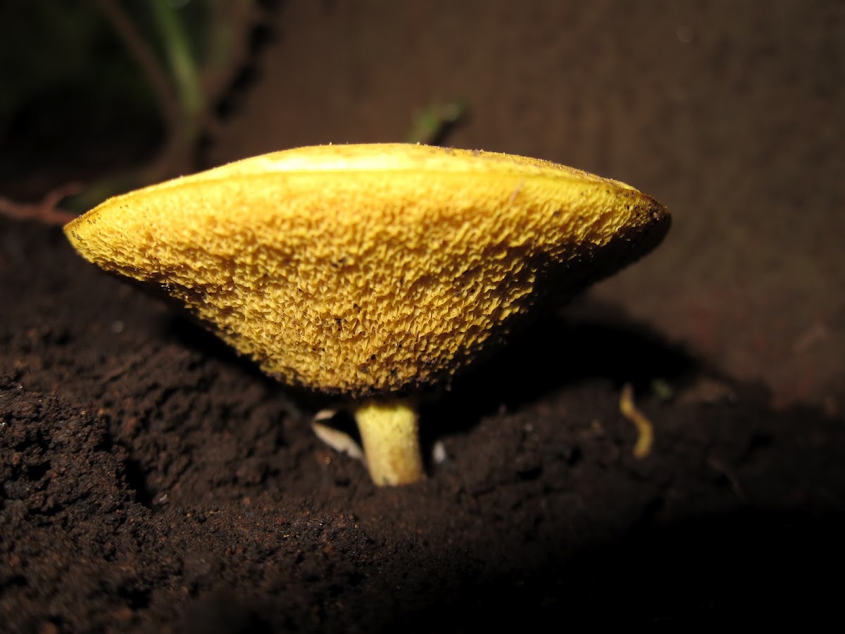 Suillus Mushroom