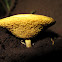 Suillus Mushroom
