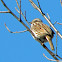 Song Sparrow