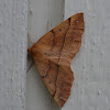 Feathered Thorn