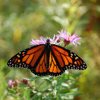 Monarch Butterfly (male)