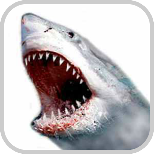 How To Draw Shark Animal 漫畫 App LOGO-APP開箱王